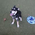 Photo of Bluey