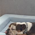 Photo of Monty 6 Year Old Bulldog (Trial)