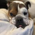 Photo of Monty 6 Year Old Bulldog (Trial)