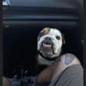 Photo of Monty 6 Year Old Bulldog (Trial)