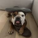 Photo of Monty 6 Year Old Bulldog (Trial)