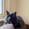 Photo of Licorice
