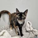 Photo of Gypsy (Bonded With Olive)