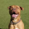 Photo of Chop