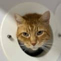 Photo of Garfield 