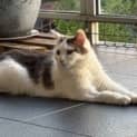 Photo of Misty