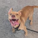 Photo of Lucky
