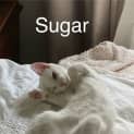 Photo of Sugar & Whyte
