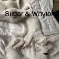 Photo of Sugar & Whyte