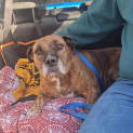 Photo of Oscar