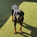 Photo of Queenie