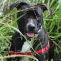 Photo of Luna