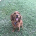Photo of Willow