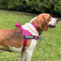 Photo of Poppy & Piper 3 Year Old Beagles (Trial)