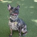 Photo of Tinkerbelle