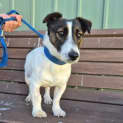 Photo of Taro