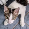 Photo of Blaze