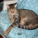 Photo of Iggy
