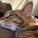 Photo of Hazel