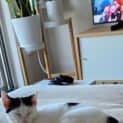 Photo of Mohawk