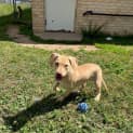 Photo of Maple