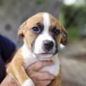 Photo of Brownie