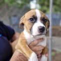 Photo of Brownie