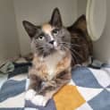 Photo of Stella