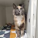Photo of Stella