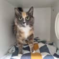 Photo of Stella