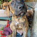 Photo of Woodrow