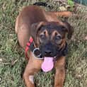 Photo of Whiskey