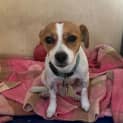 Photo of Pixie 