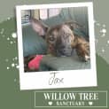 Photo of Jax