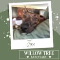 Photo of Jax