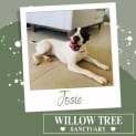 Photo of Josie