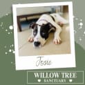 Photo of Josie