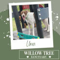 Photo of Uma