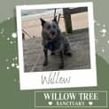 Photo of Willow