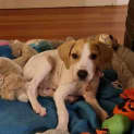 Photo of Poppy