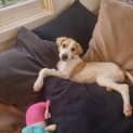 Photo of Poppy