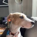 Photo of Poppy