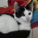 Photo of Moo