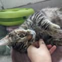 Photo of Meow