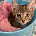 Photo of Frankie
