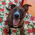 Photo of Sherlock