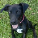 Photo of Penny