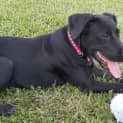 Photo of Penny