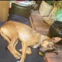Photo of Mossi