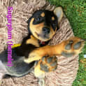 Photo of Sugarplum